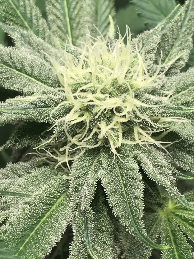 A1A775DE-6120-454D-9986-88A1C7F8F1A6