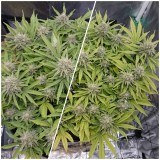 PicsArt_10-14-03.44.59