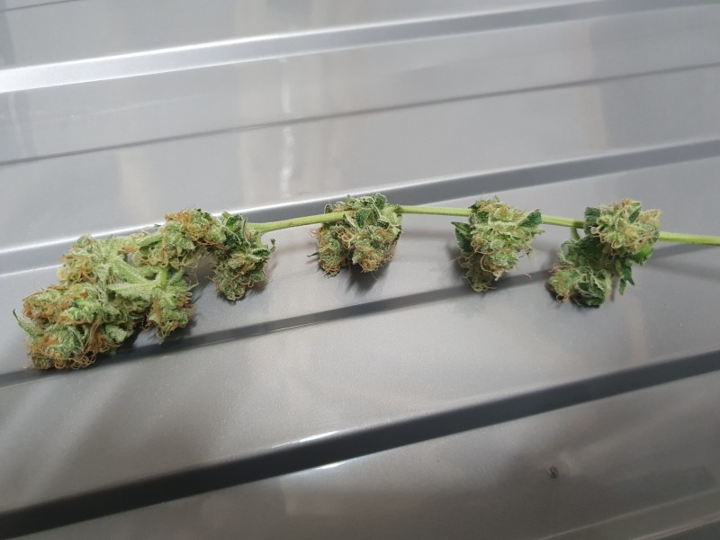 16026920044122905646862176927074