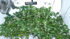 scrogs tangie d 014