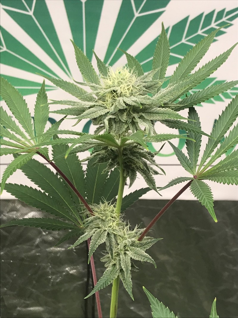 83E4D411-6FEB-4E11-B060-78B6AC4F92BE