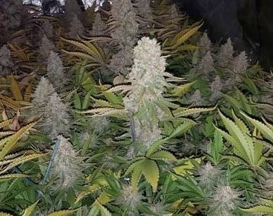 IMG_20180618_194114_894