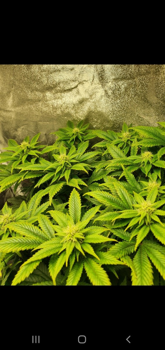 Screenshot_20201015-192125_Gallery