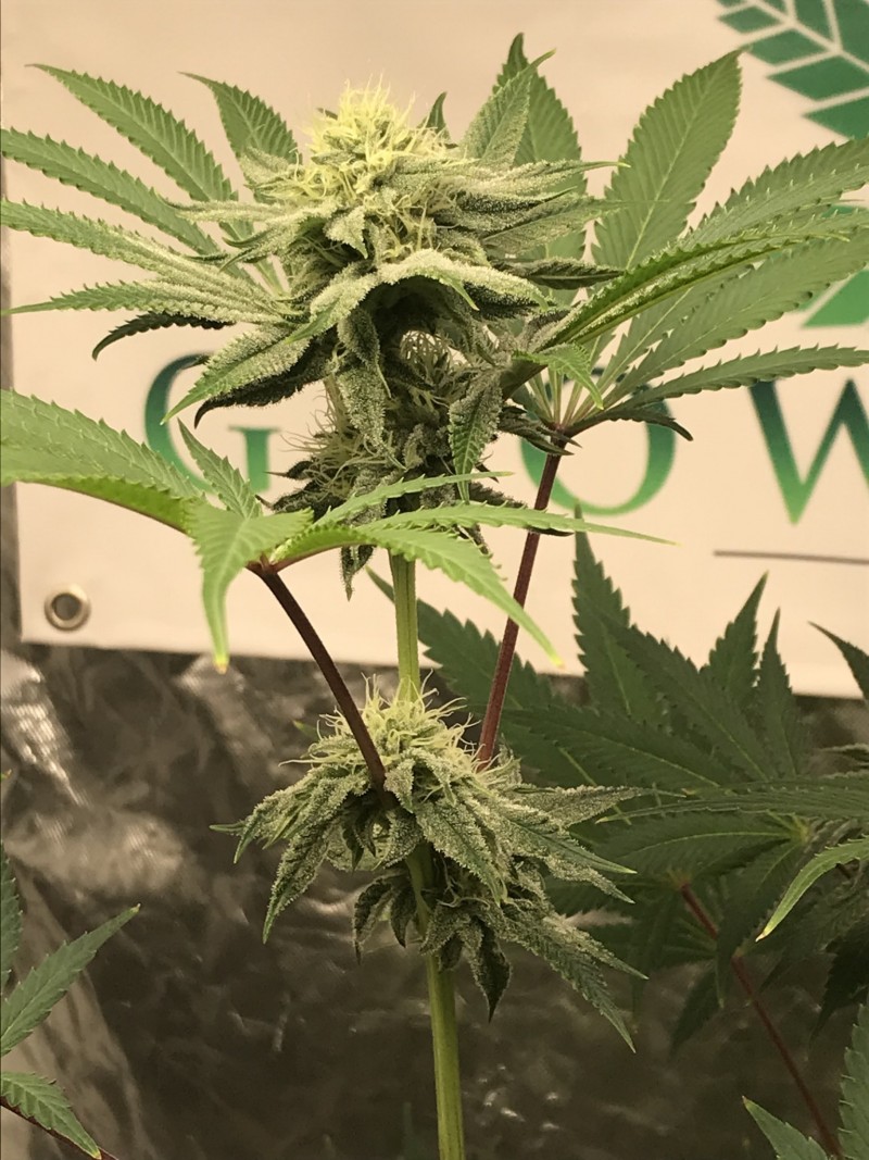 B7E5E36E-A25D-4EF0-AF62-E29B4EAA2A44