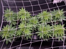 AED67EE9-BA83-4951-8CC3-4C2D9BC1569D