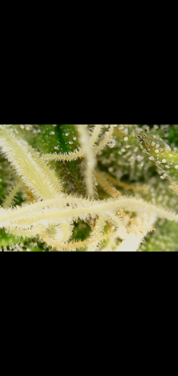 Screenshot_20201018-103641_Gallery