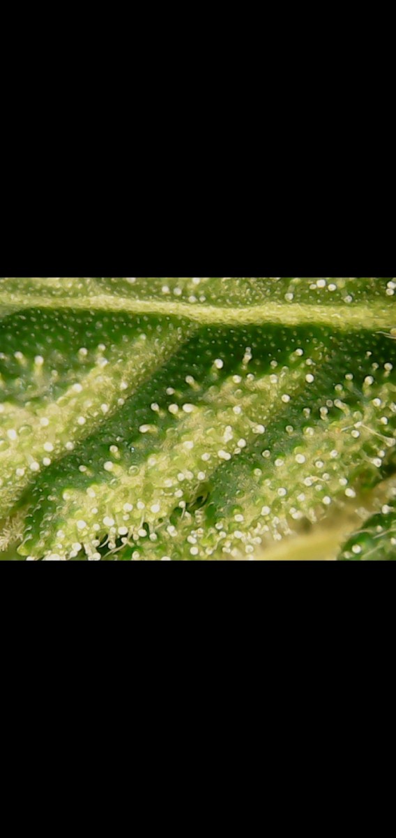 Screenshot_20201018-103451_Gallery