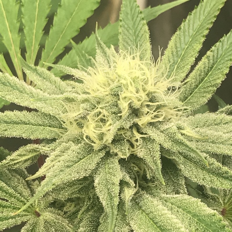 5E30F99F-4FF9-48D9-ACCF-799E3B1DE9E0