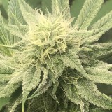 4A3EE08B-92C1-4BAA-876E-5A365DC2FA3A