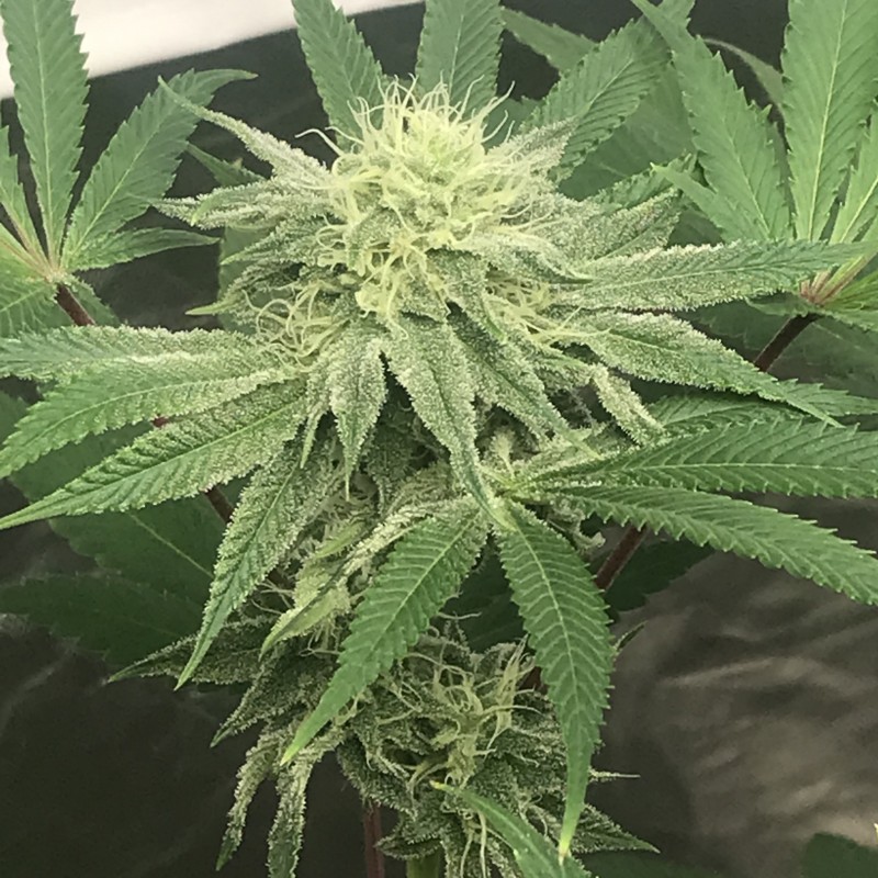 1E26FBCF-9700-48B3-93D0-569D337A134B