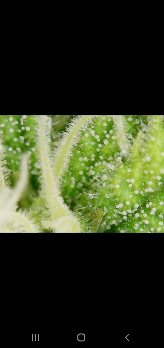 Screenshot_20201019-081808_Gallery