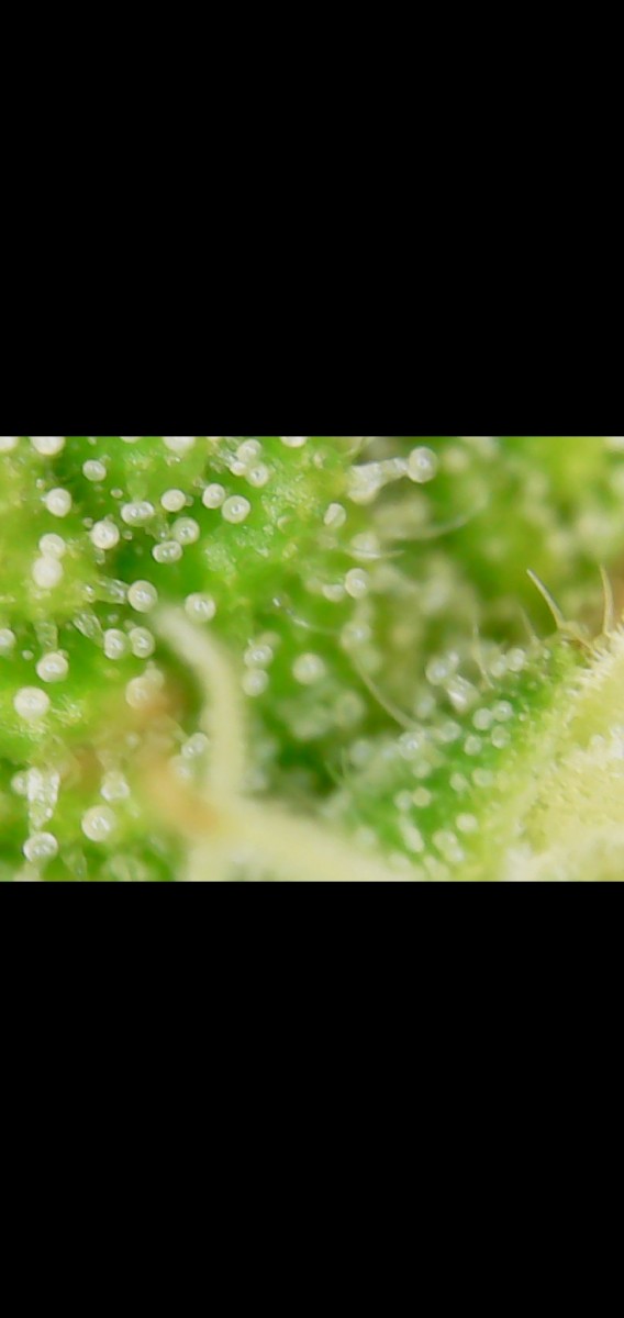 Screenshot_20201019-081728_Gallery