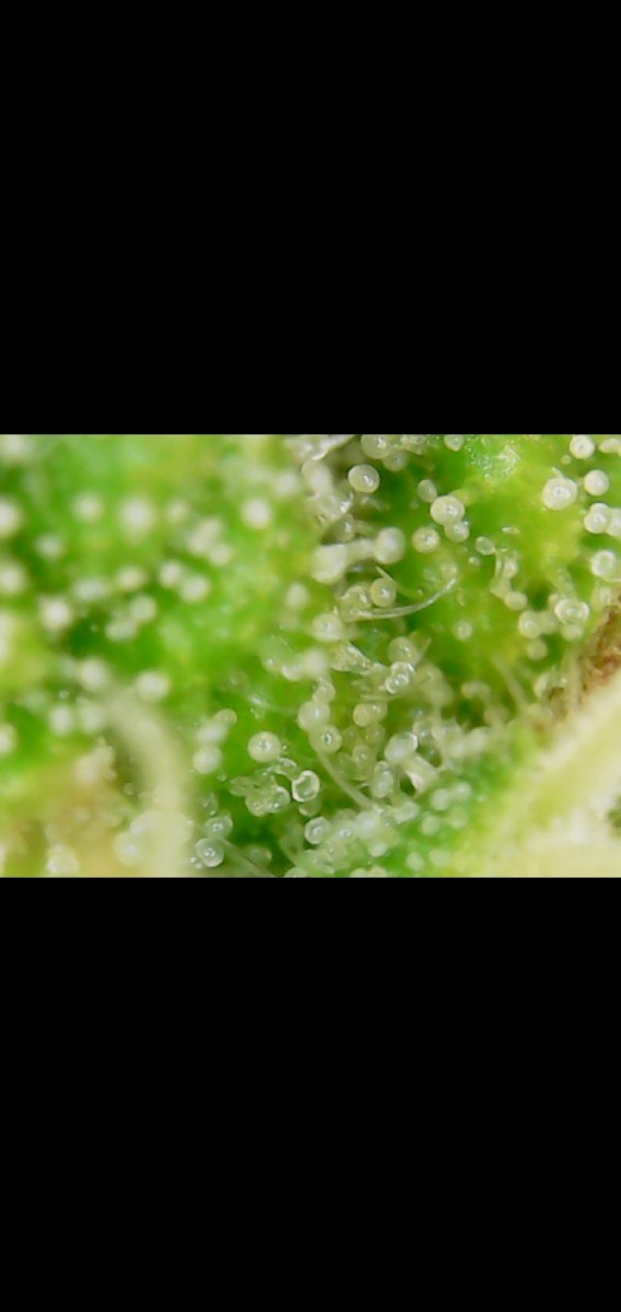 Screenshot_20201019-081710_Gallery