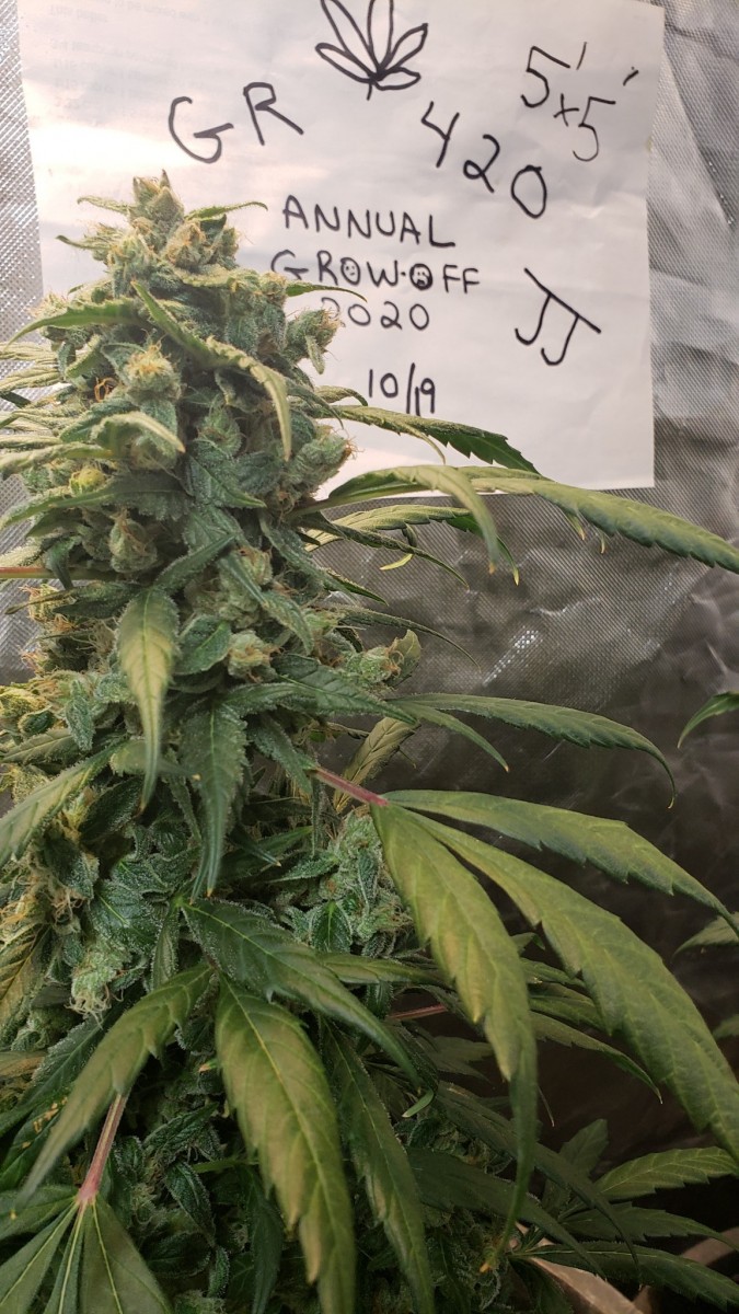 16031188423704379957341868346140