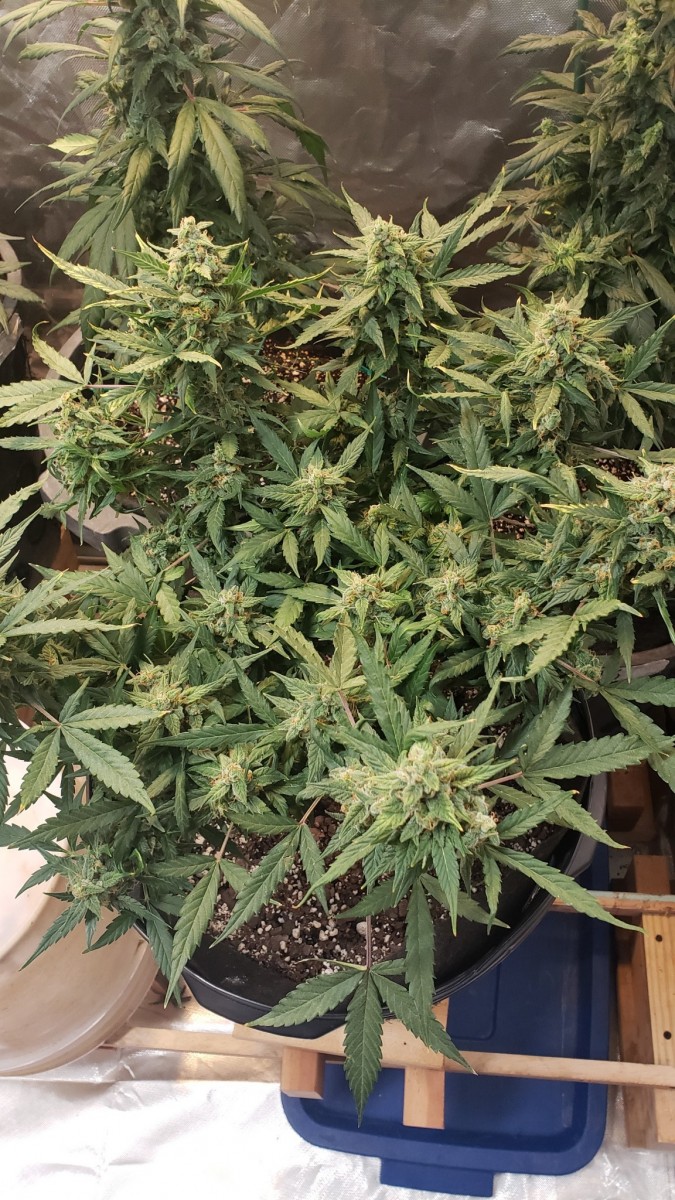 16031189082817414525359683393424