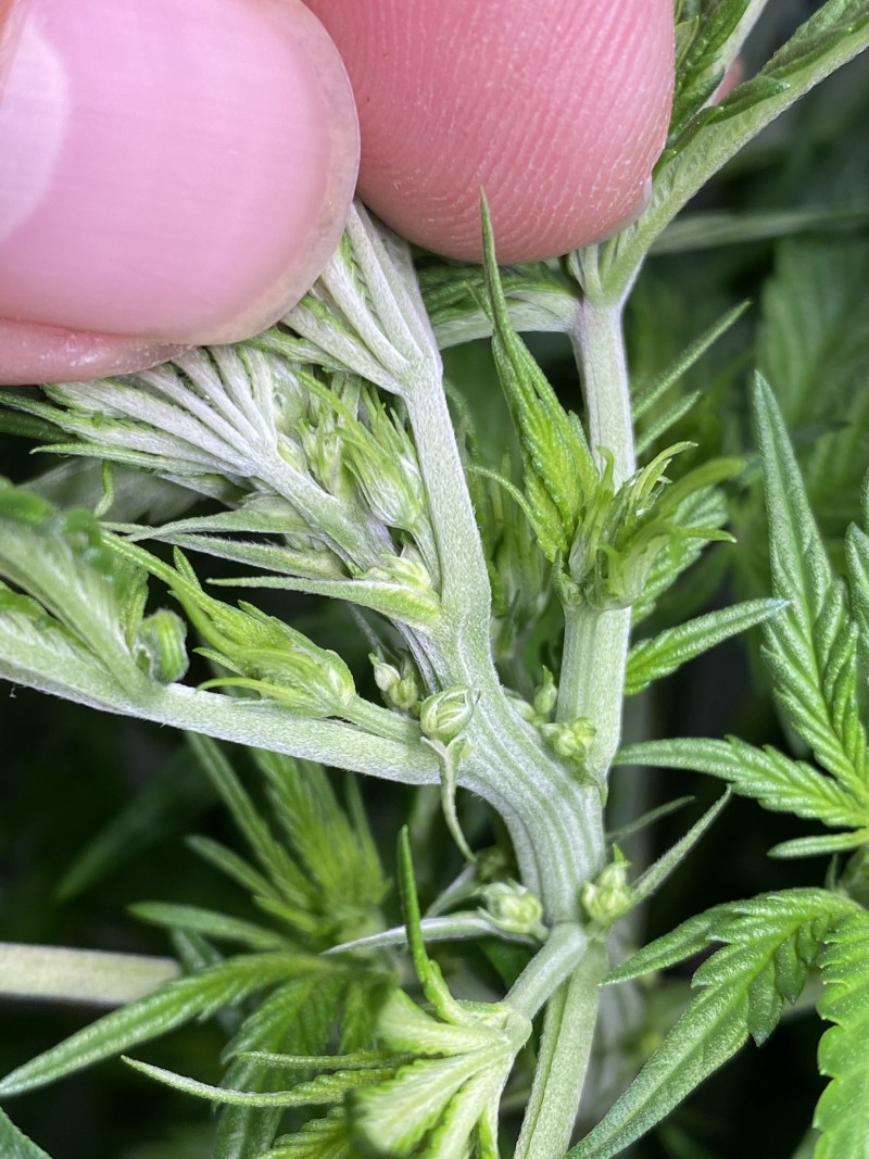 3BABEA28-F559-4C13-A1E1-4311E0426209