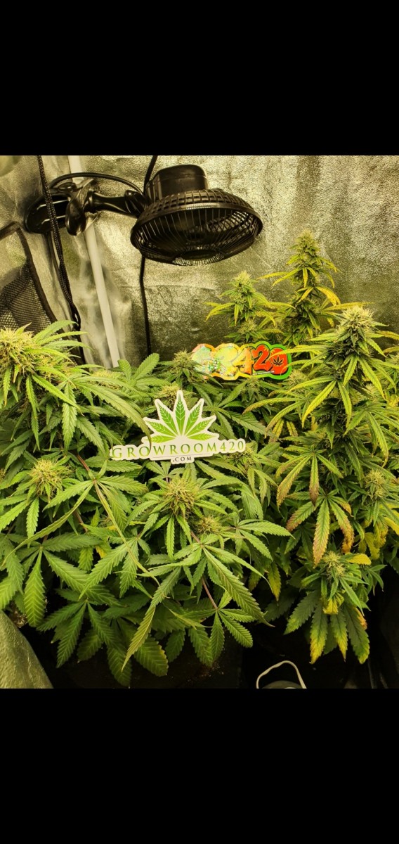 Screenshot_20201022-201625_Gallery