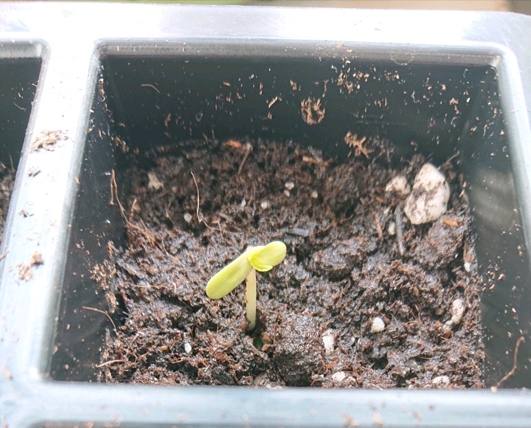 obscura1603459119107