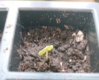 obscura1603459119107