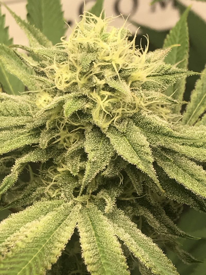 45A53EA4-441A-461D-8C82-29839D68DECF