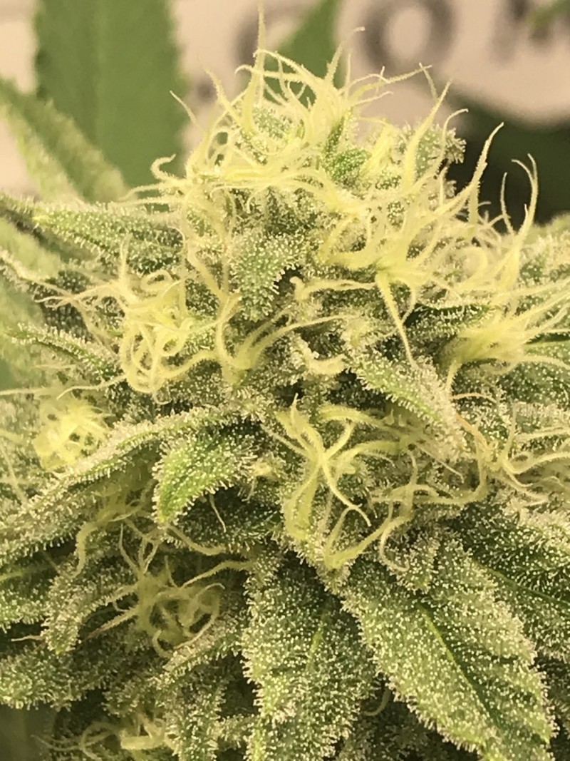 AE09592A-509C-41DE-9A84-5F15094A21EF