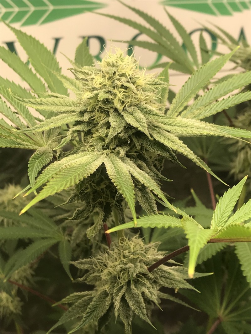 FCF114D3-AFBA-4DBD-AE1C-BE160EDD3805