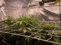 533D5B4E-FC32-4F59-8EB5-9F442F39B11A