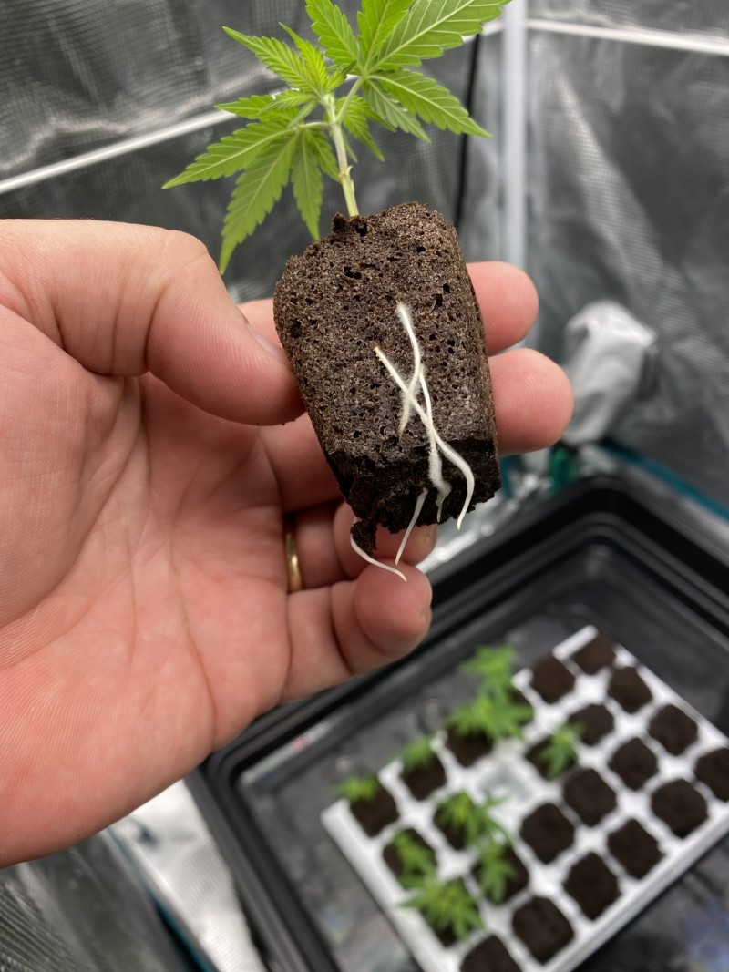 EBA03C8C-09A6-49C0-955B-E8B24F7969DE