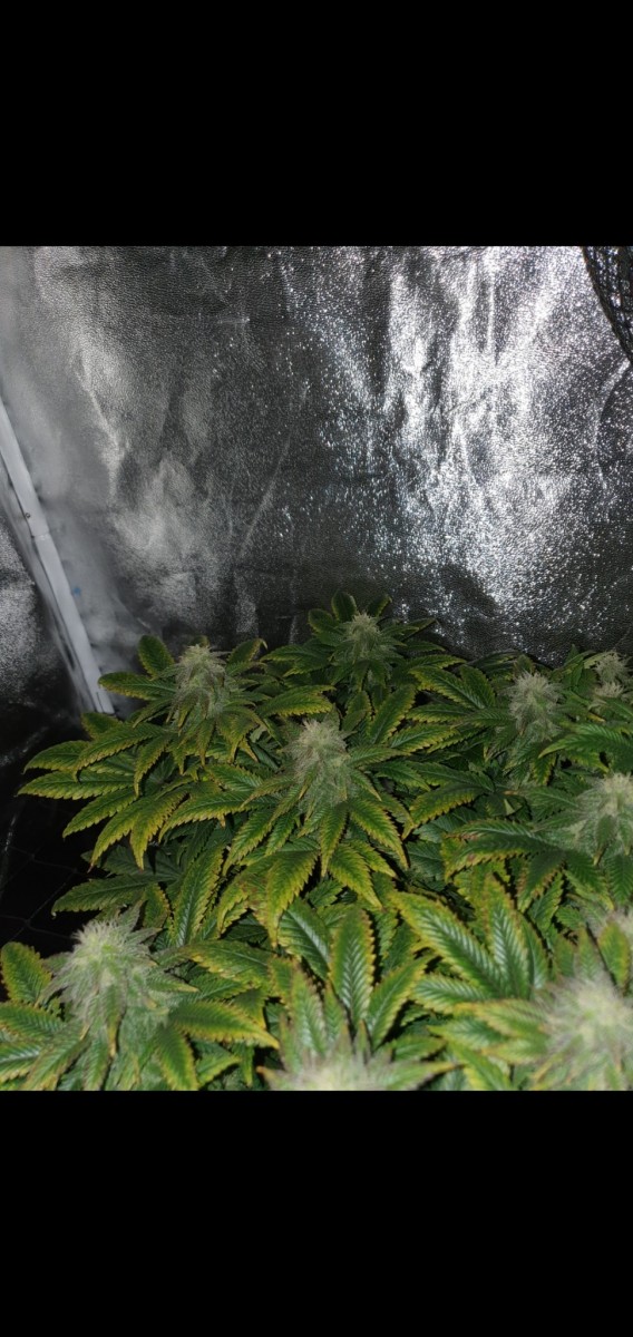 Screenshot_20201028-152810_Gallery