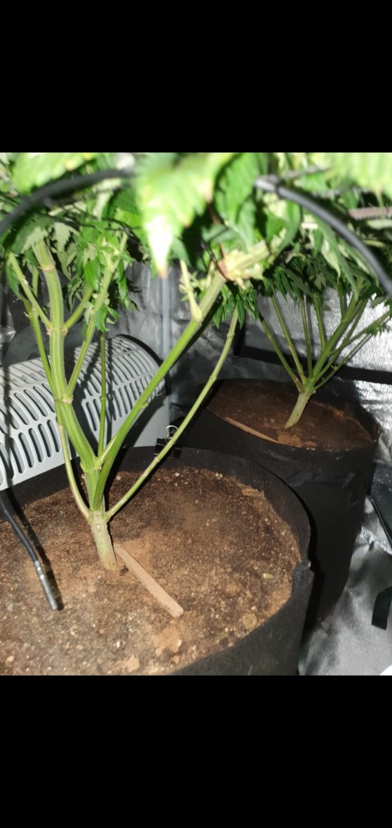 Screenshot_20201028-152804_Gallery