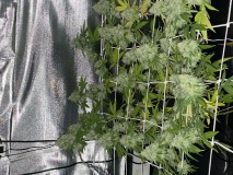 7E9FE3AD-E6FC-425F-A71B-04659A50F24F