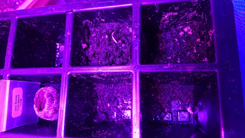 obscura1603984891556