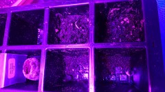 obscura1603984891556