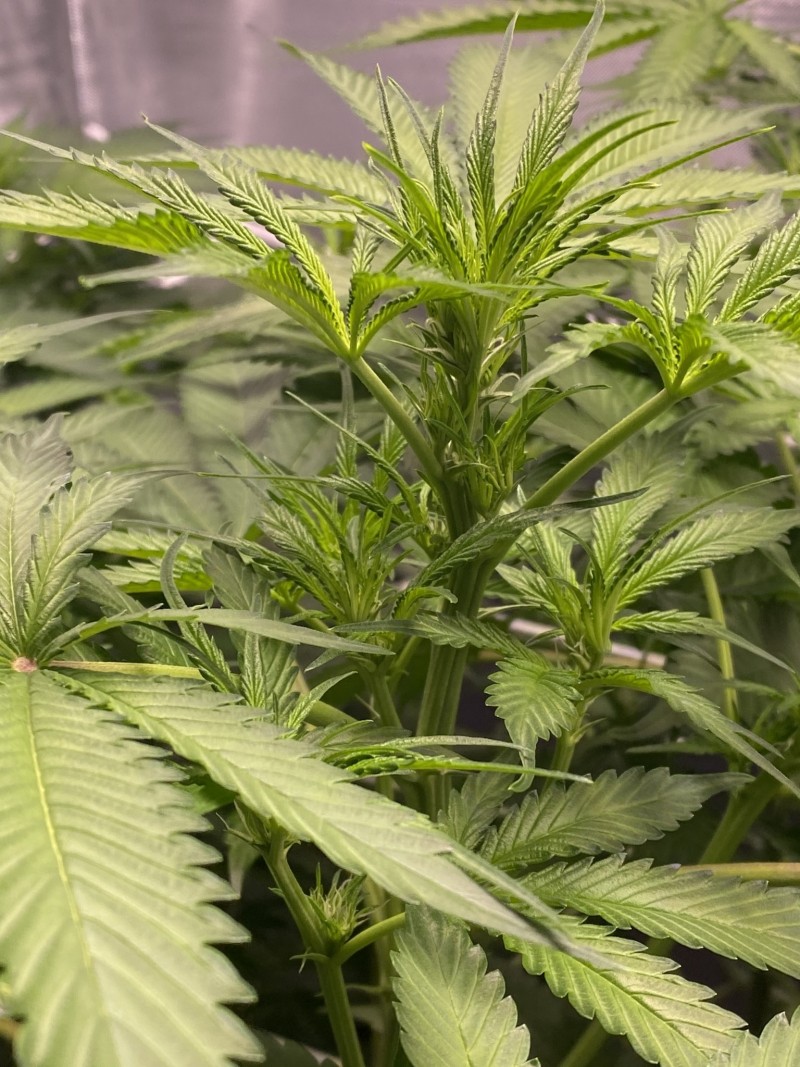 7A084DCB-2CCC-464C-BE21-6F35852C15F3