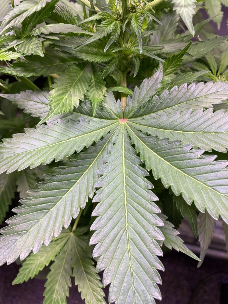 DAFFD694-3A0B-434D-BBE1-6A4AE6D64A52