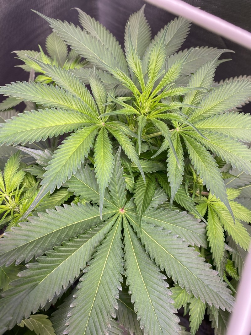 2B69950F-1EA4-4121-BB7A-E2DCC635378D