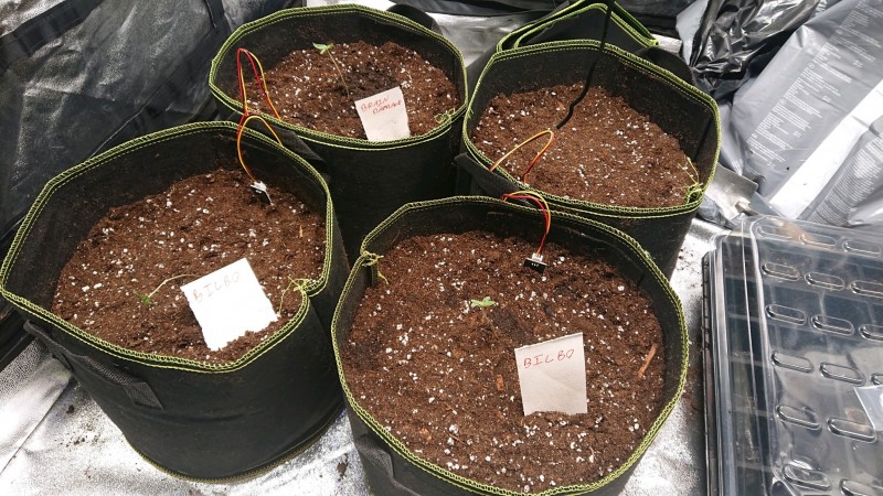 obscura1604078649807