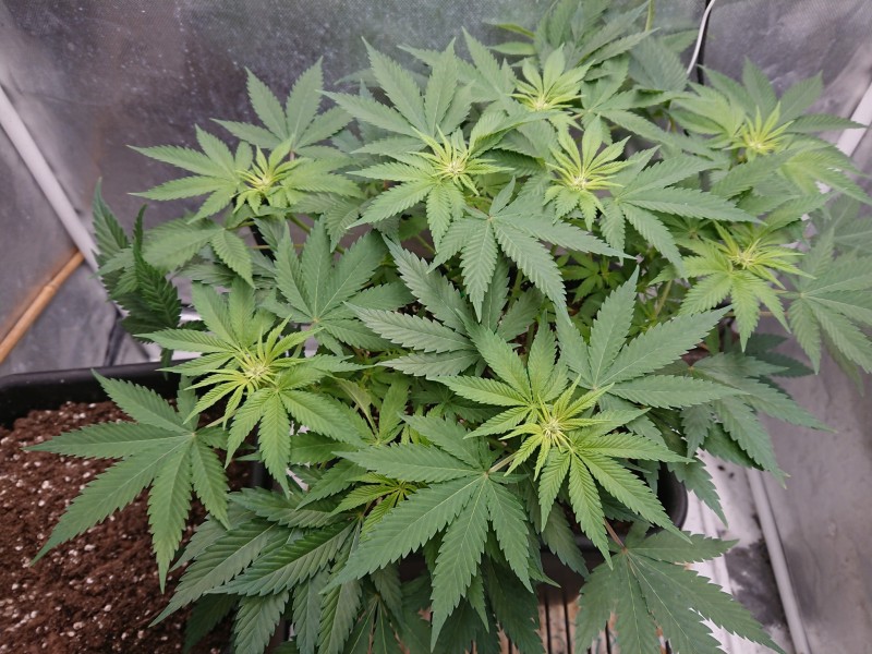 16041568776987663730776353041605