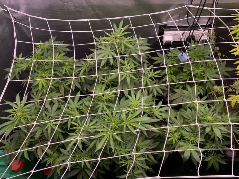 C52CA229-8C24-4DB8-924E-90FAB8EED2AB