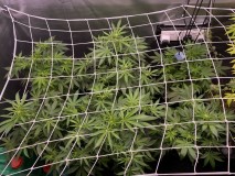 C52CA229-8C24-4DB8-924E-90FAB8EED2AB