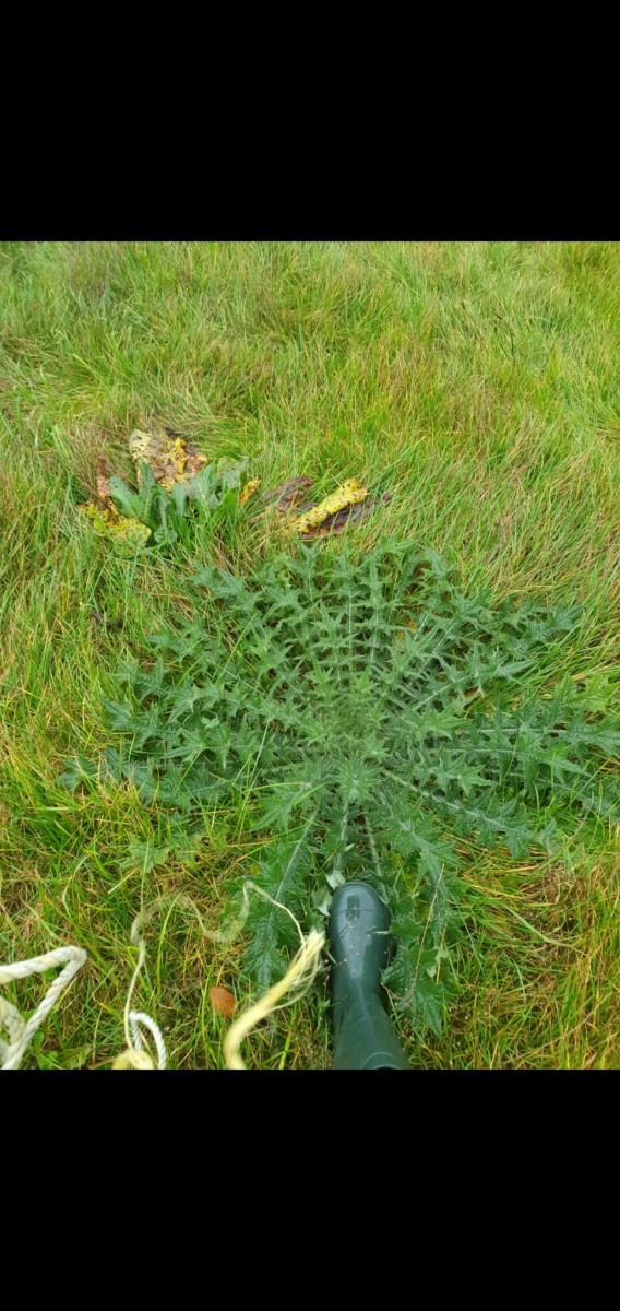 Screenshot_20201031-211856_Gallery