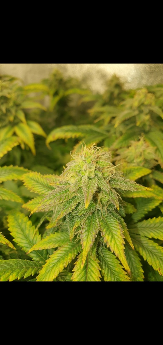 Screenshot_20201101-175410_Gallery