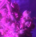 122444521_3355877647842981_4595840018493637294_n