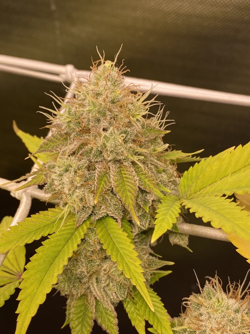 626AB812-AABC-46BC-8B3F-9399F108500E