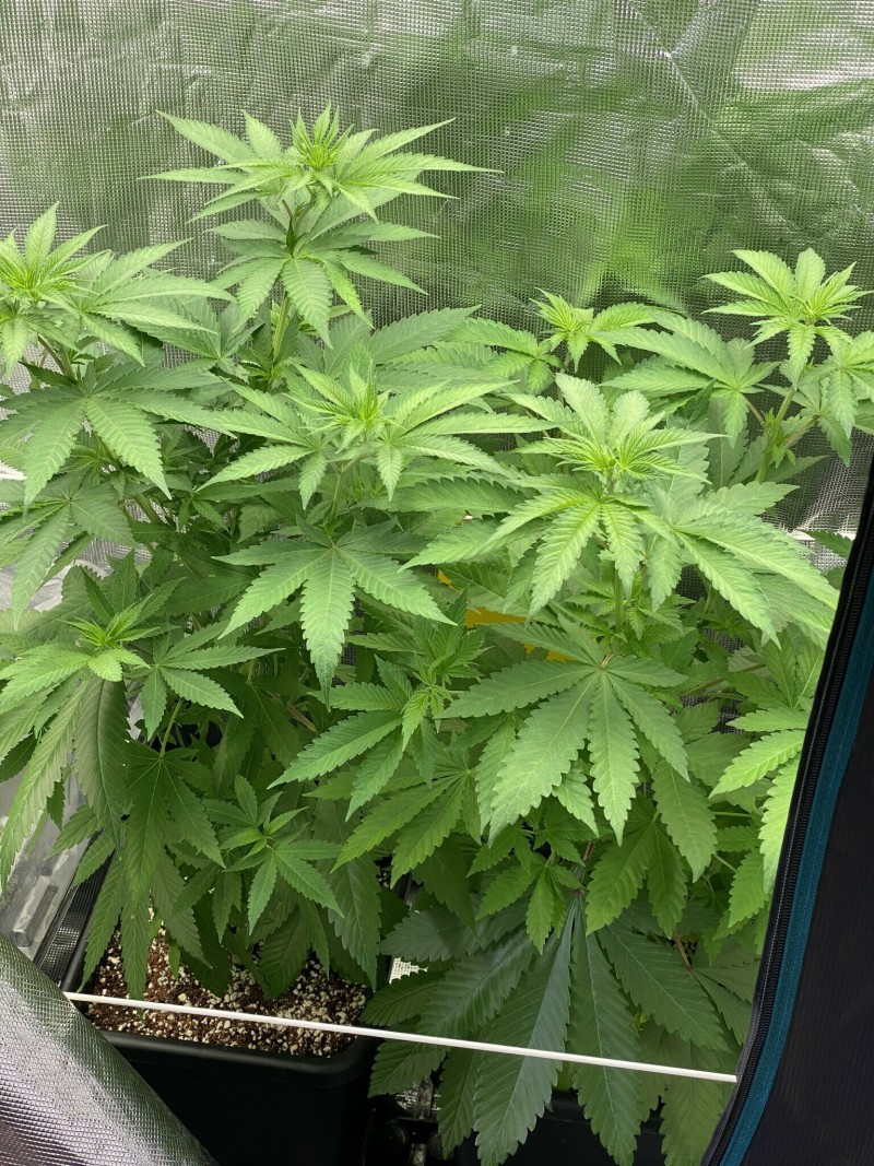 3D744748-3511-41B8-A118-2BD85BD6B3CA