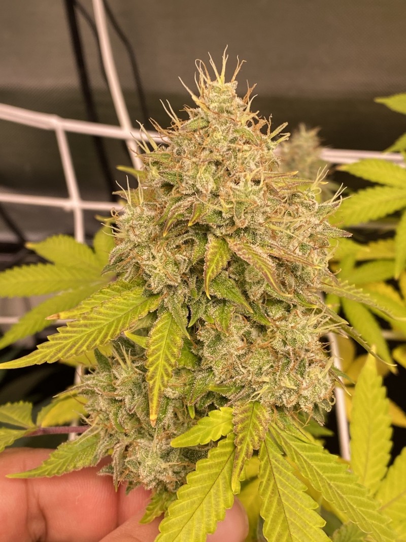 E8300A17-3067-42FD-AF08-972410295431