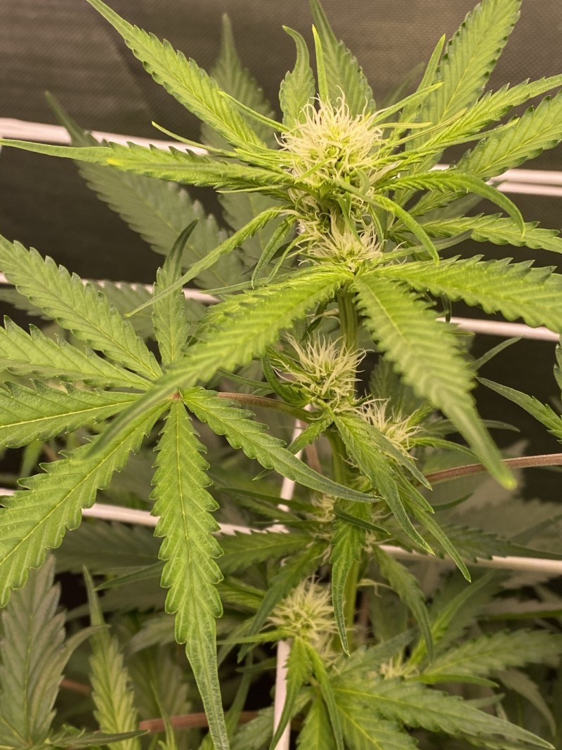 9F8B059F-4B97-433C-82AE-A23AD0C2C2C6