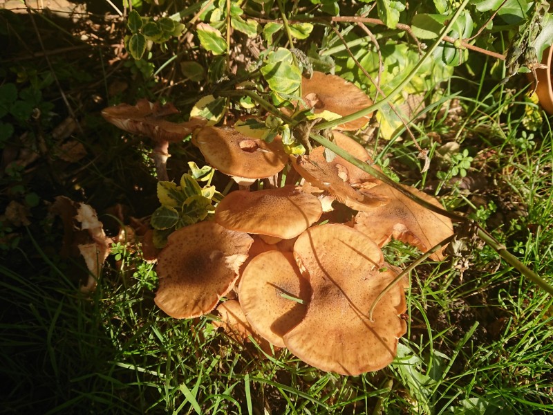 16046544726681021859343536551439