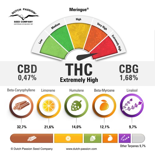 meringue-terpenes-and-cannabinoids-dutch-passion-cannabis-seed-company