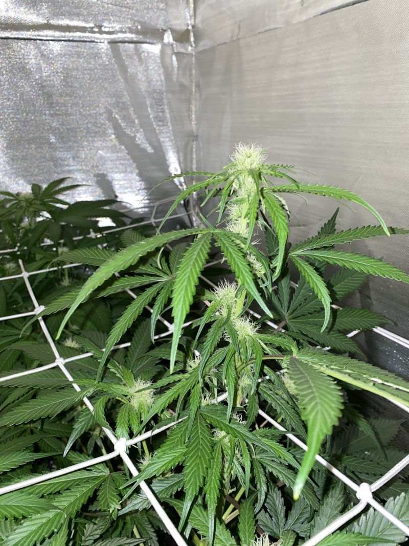 1F6E442A-C5DD-4AAD-9003-F2F1853E0705